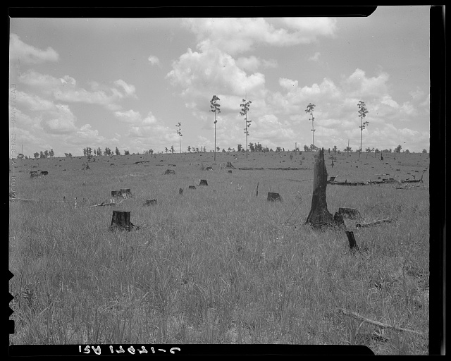 Few stumps atop grassy hill