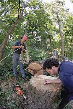 Photo of people counting tree rings