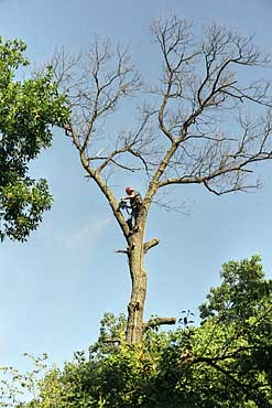 Photo of Butch Peschl in a tall oak tree, trimming branches